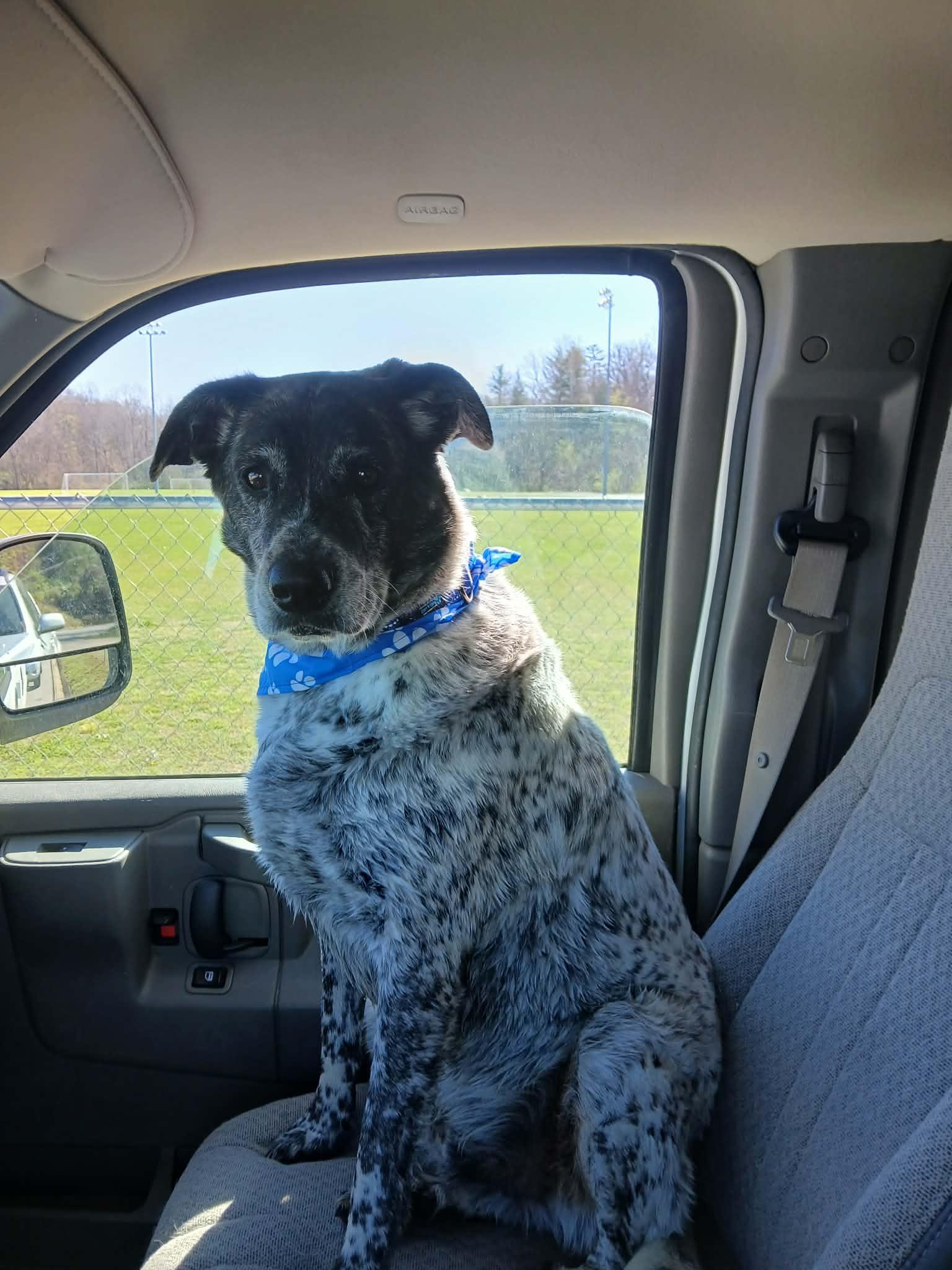Enlarge Cobalt, a Adoptable mixed breed in Harrison, AR image 3/4