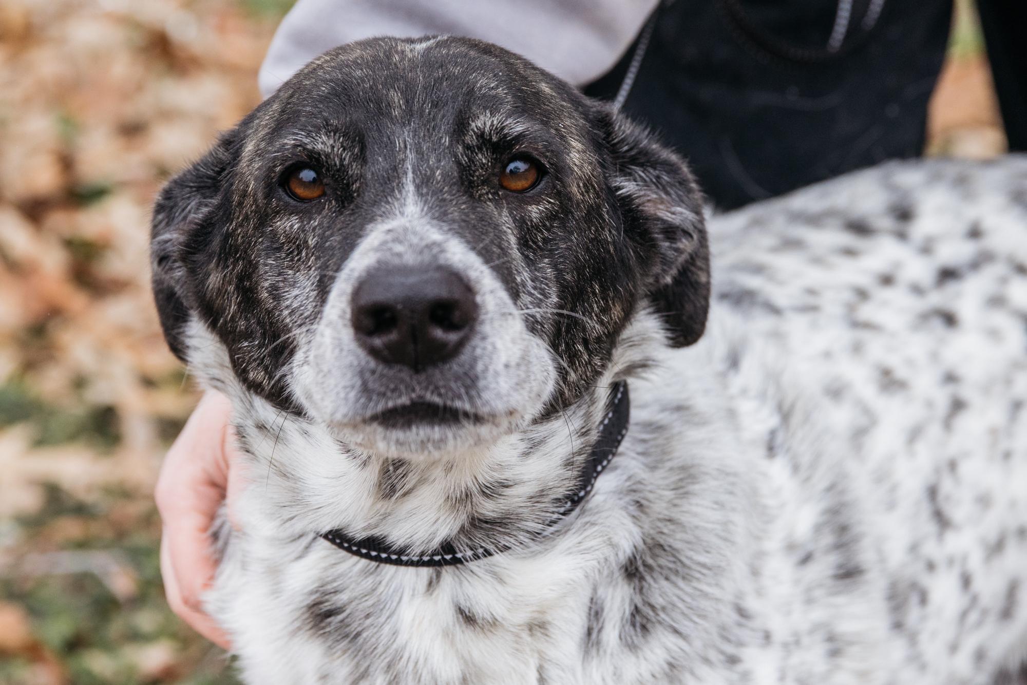 Cobalt, a Adoptable mixed breed in Harrison, AR image 1/2
