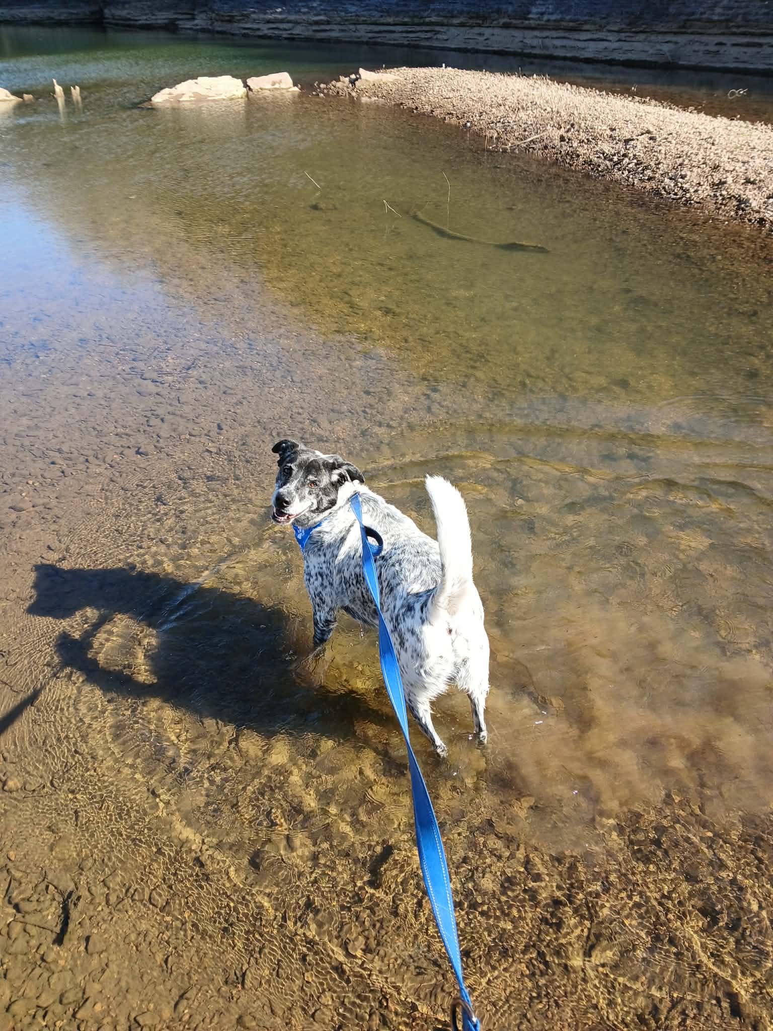 Enlarge Cobalt, a Adoptable mixed breed in Harrison, AR image 1/4