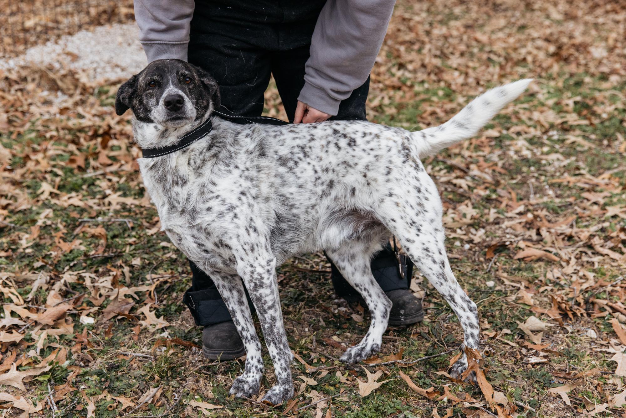 Cobalt, a Adoptable mixed breed in Harrison, AR image 2/2