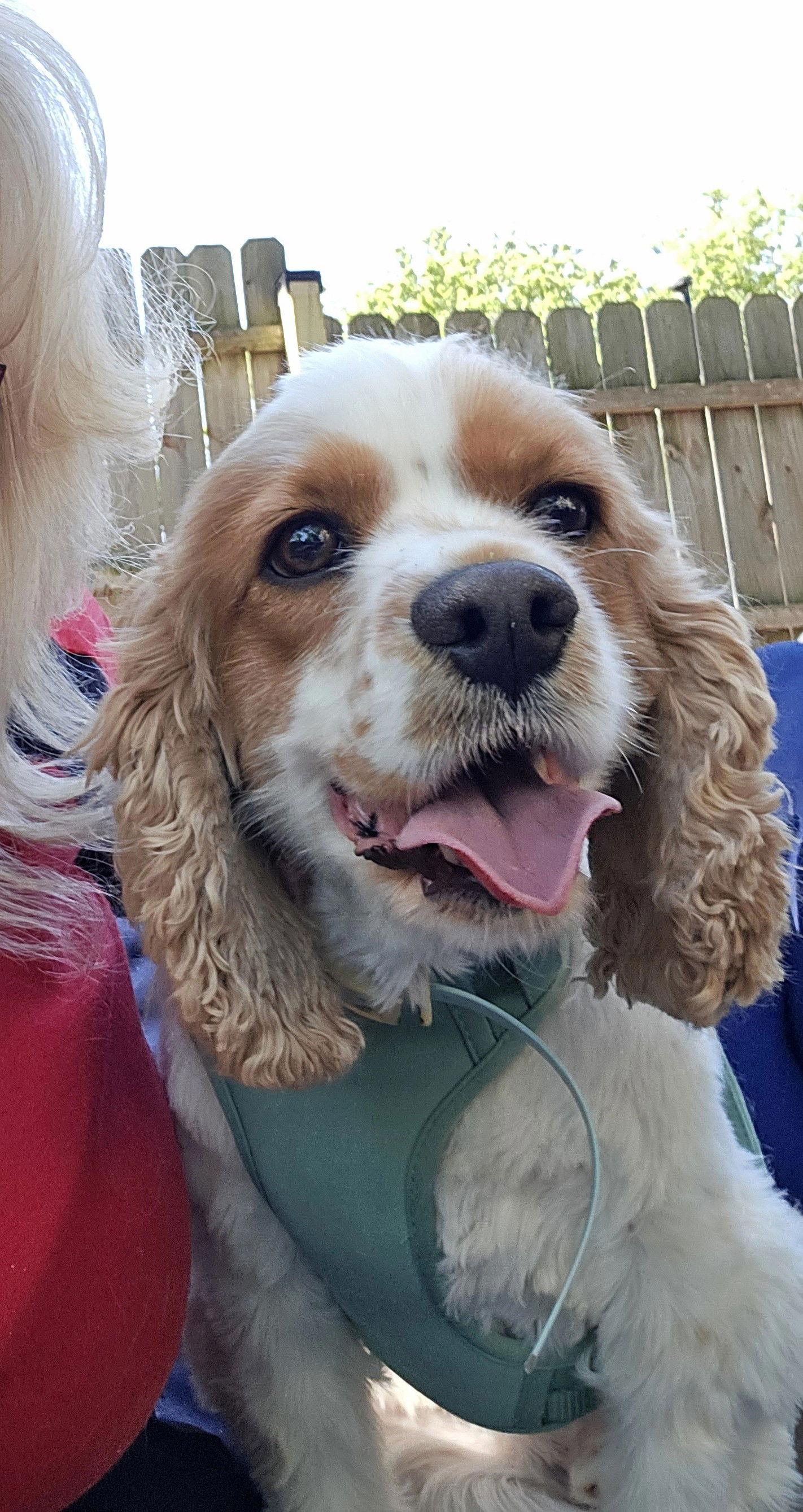 Louie, a Adopted mixed breed in Council Bluffs, IA image 1/3