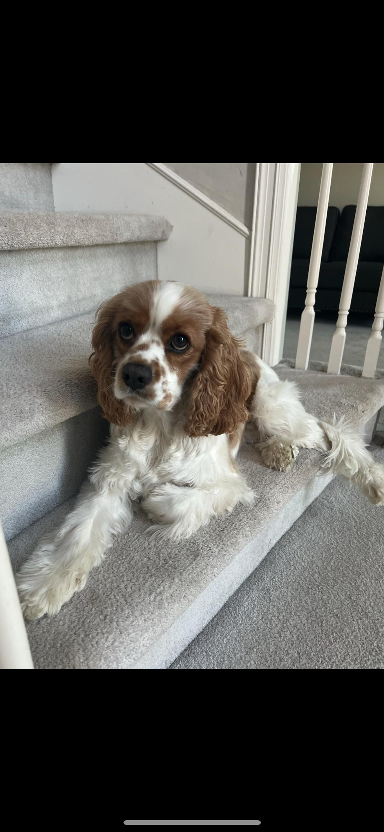 Louie, a Adopted mixed breed in Council Bluffs, IA image 2/3