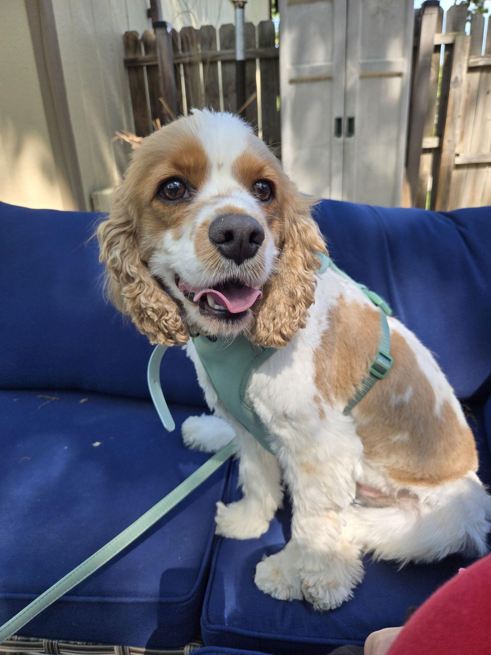 Louie, a Adopted mixed breed in Council Bluffs, IA image 3/3