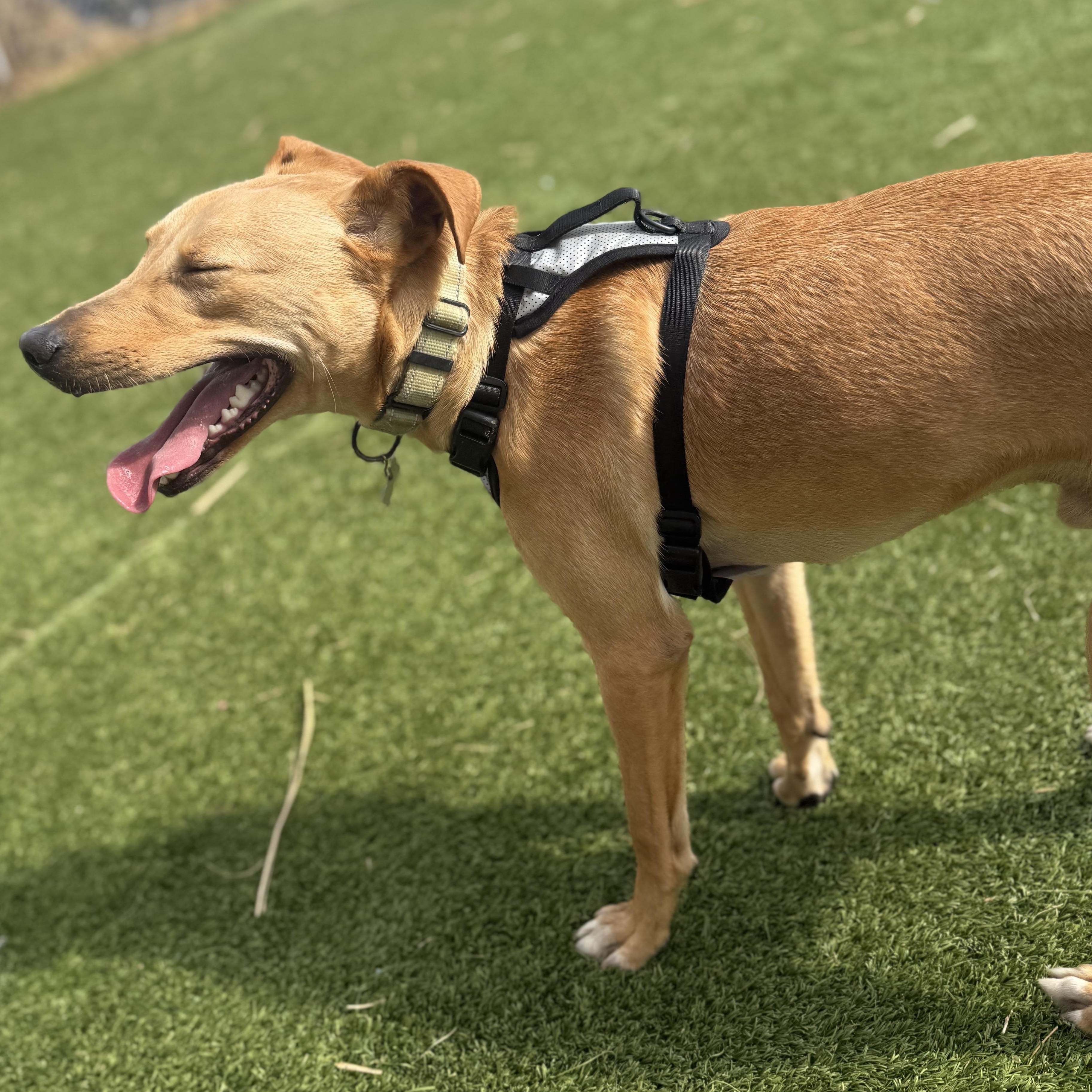 Unagi — thumbnail 2