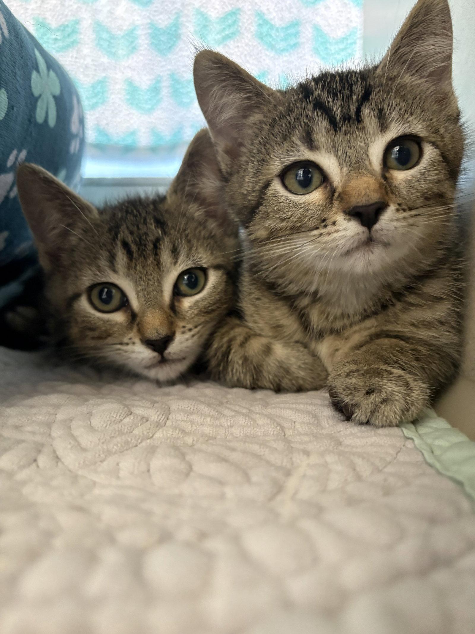 Enlarge Zig, a Adoptable Domestic Short Hair in Reston, VA image 1/3