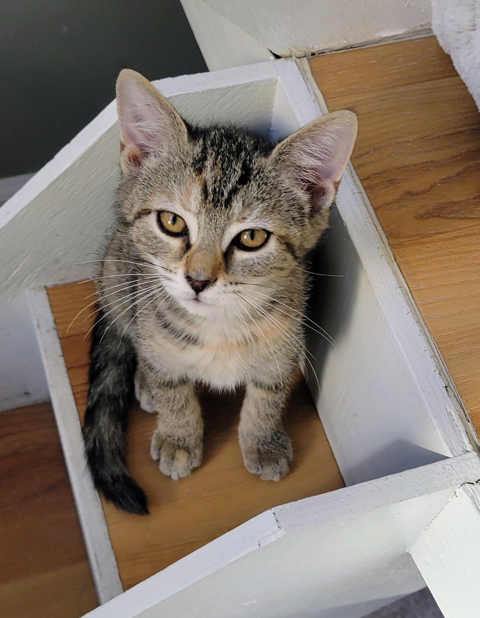 Enlarge Zig, a Adoptable Domestic Short Hair in Reston, VA image 2/3