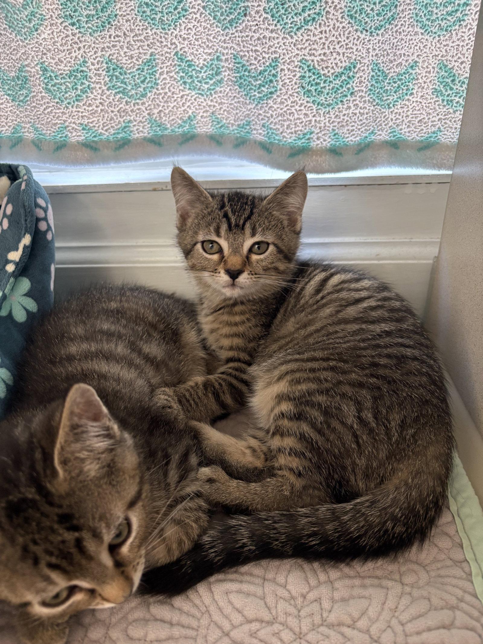 Enlarge Zig, a Adoptable Domestic Short Hair in Reston, VA image 3/3