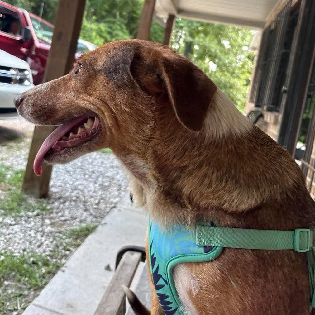 Enlarge River Mama, a Adoptable Redbone Coonhound in Gainesboro, TN image 1/3