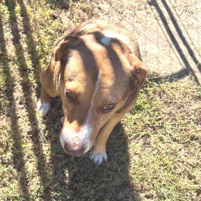 Enlarge River Mama, a Adoptable Redbone Coonhound in Gainesboro, TN image 2/3