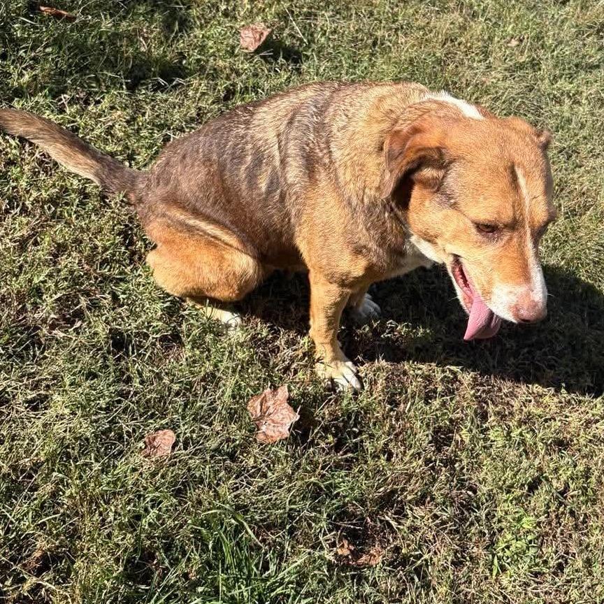 Enlarge River Mama, a Adoptable Redbone Coonhound in Gainesboro, TN image 3/3