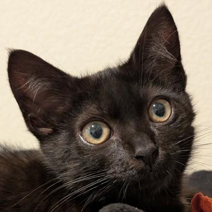 Pudge, a Adoptable mixed breed in Pleasanton, CA image 2/3
