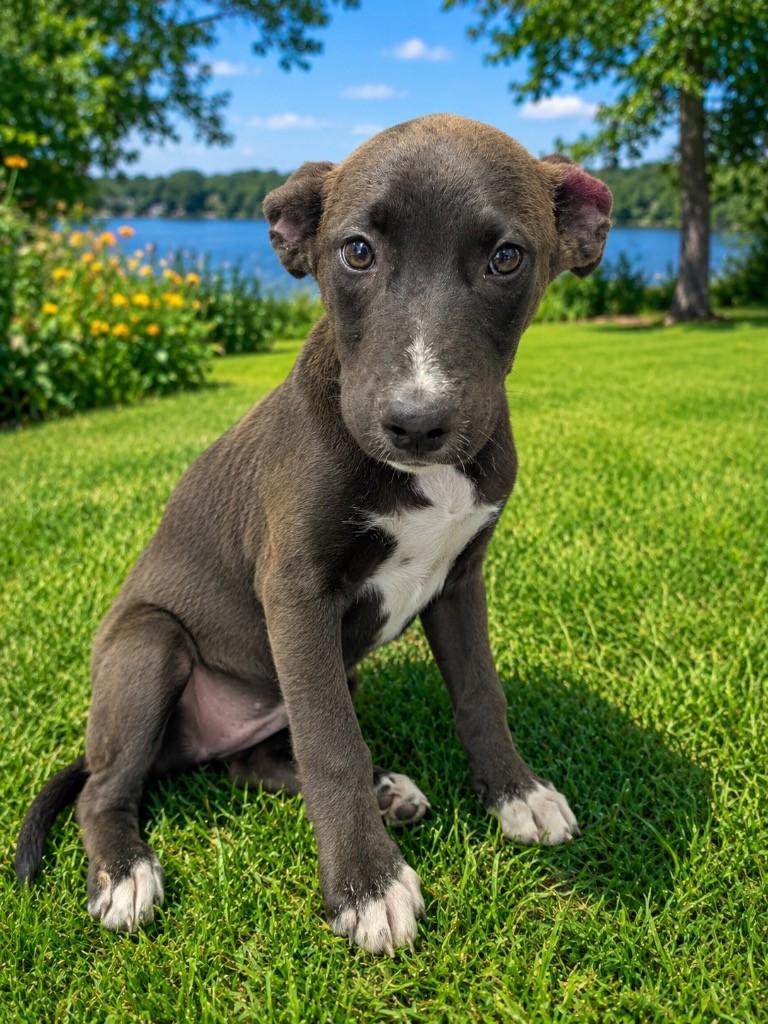 Latoya, ADOPTABLE, Puppy Female Husky & Shepherd.