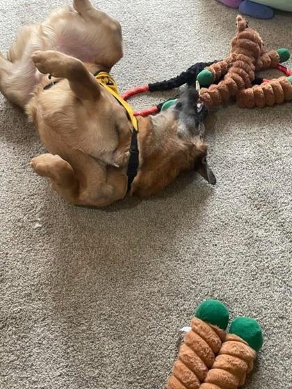 Damion, Adoptable, Adult Male Anatolian Shepherd & Mixed Breed.