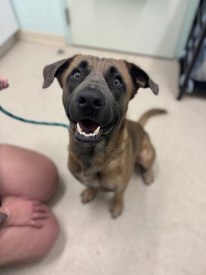 Damion, a Adoptable mixed breed image 1/3