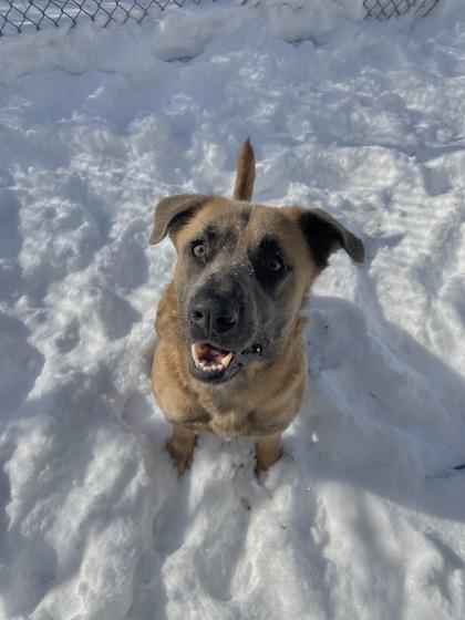 Enlarge Damion, a Adoptable mixed breed in Columbus, IN image 2/3