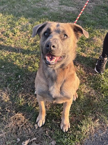 Enlarge Damion, a Adoptable mixed breed in Columbus, IN image 1/3