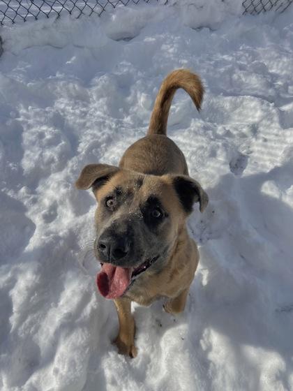Enlarge Damion, a Adoptable mixed breed in Columbus, IN image 1/3