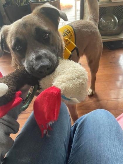 Damion, a Adoptable mixed breed in Columbus, IN image 1/3