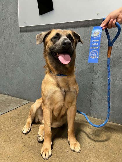 Enlarge Damion, a Adoptable mixed breed in Columbus, IN image 1/3
