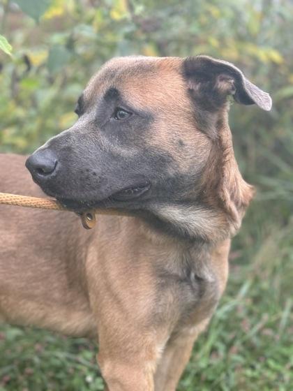 Enlarge Damion, a Adoptable mixed breed in Columbus, IN image 2/3