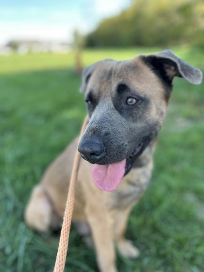 Damion, a Adoptable mixed breed image 3/3