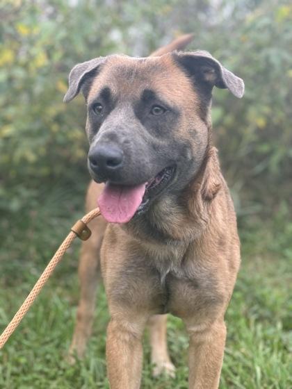 Enlarge Damion, a Adoptable mixed breed in Columbus, IN image 3/3
