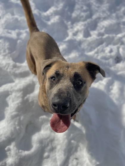 Enlarge Damion, a Adoptable mixed breed in Columbus, IN image 3/3