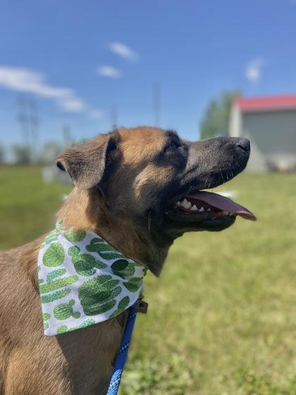 Enlarge Damion, a Adoptable mixed breed in Columbus, IN image 3/3
