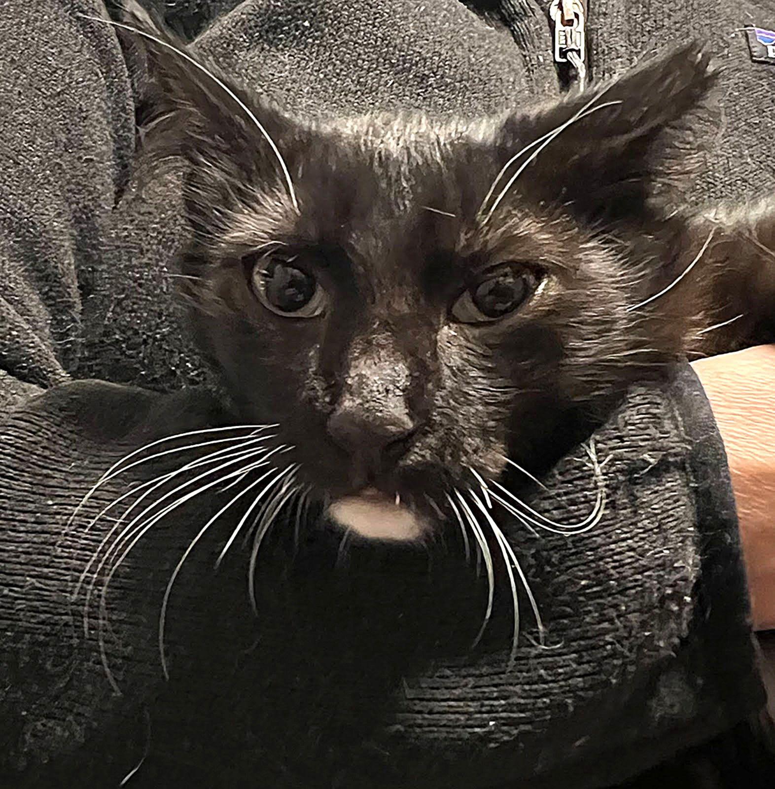 Jake, Adoptable, Kitten Male Tuxedo.