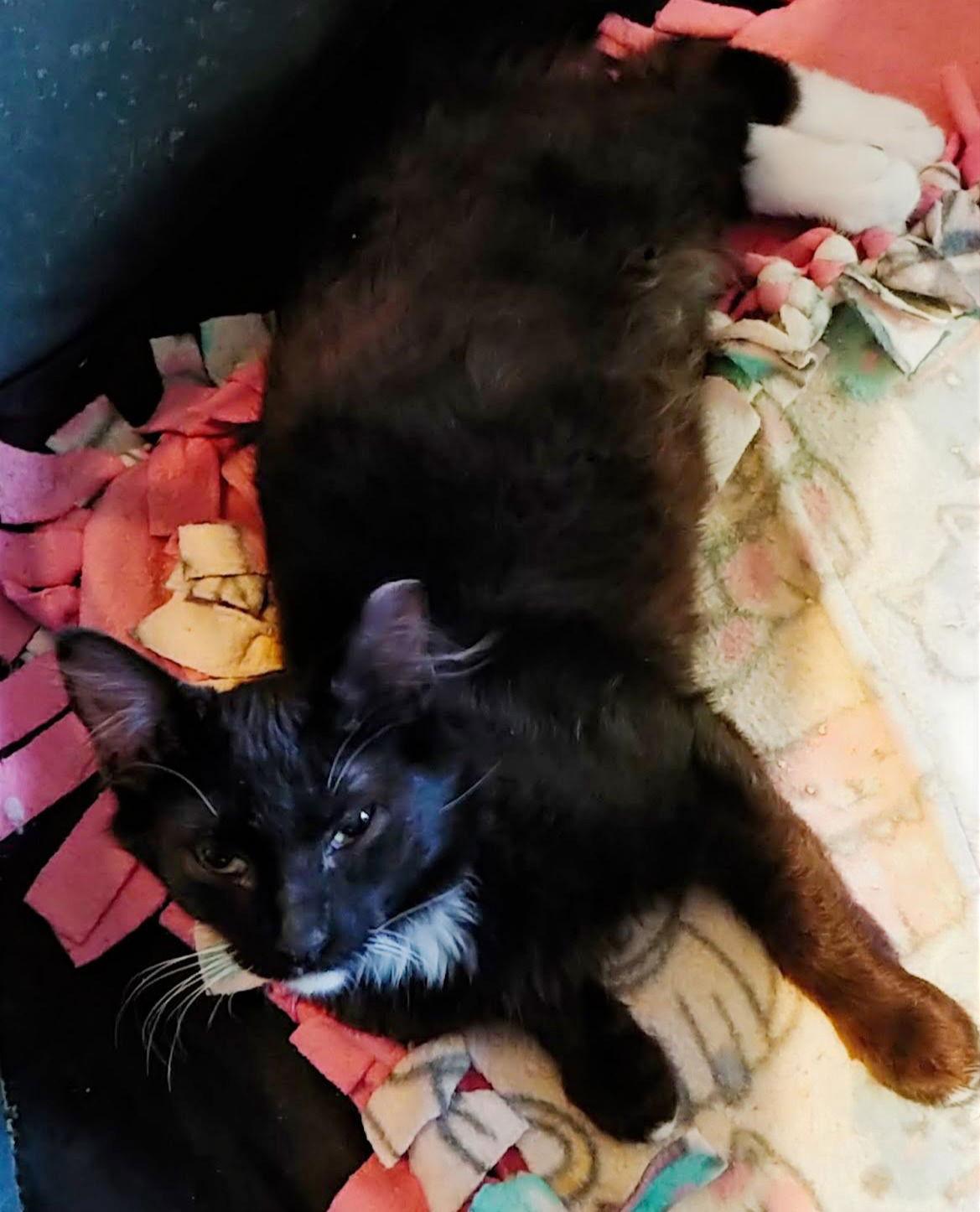 Enlarge Jake, a Adoptable Tuxedo in San Jose, CA image 2/3