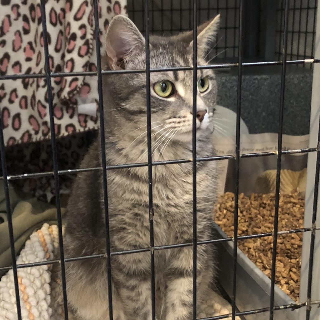 Goji, Adoptable, Adult Male Domestic Short Hair.