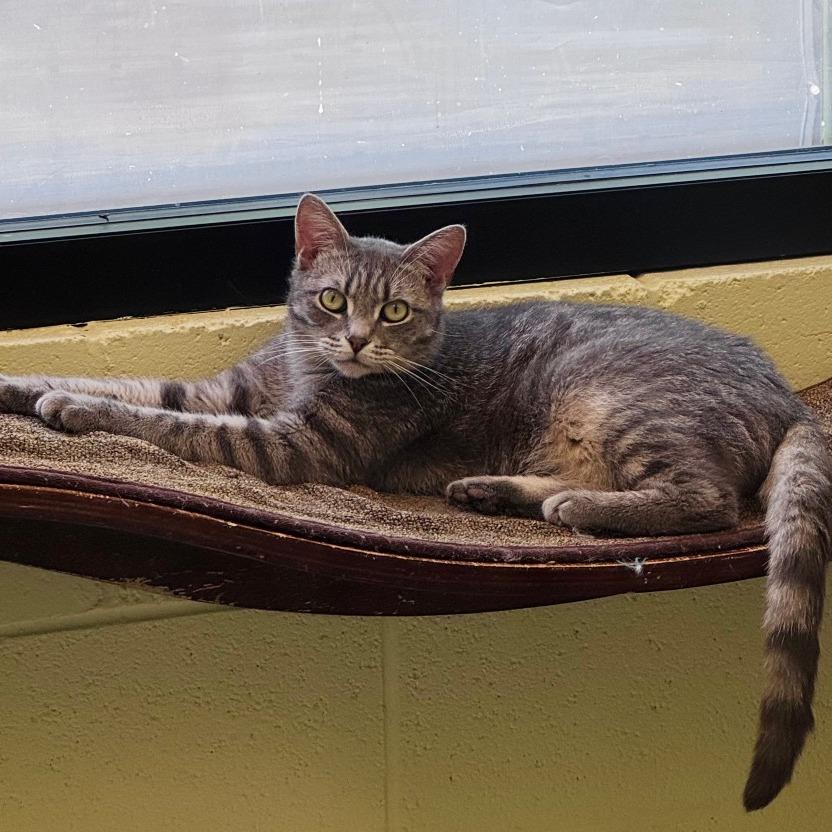 Goji, a Adoptable Domestic Short Hair in Charlottesville, VA image 2/6