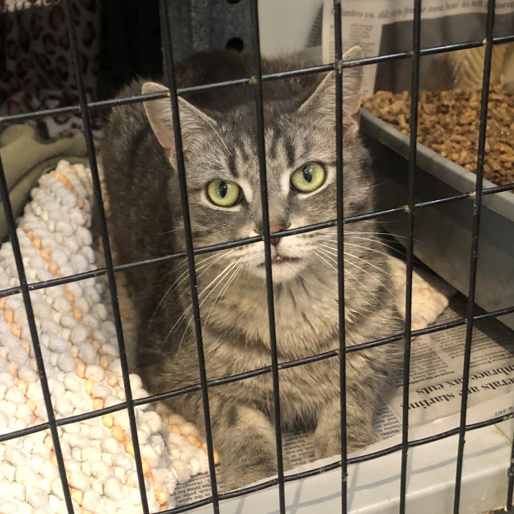 Enlarge Goji, a Adoptable Domestic Short Hair in Charlottesville, VA image 2/5