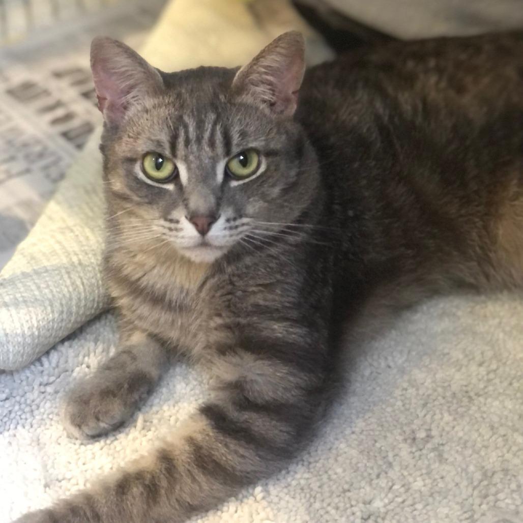 Enlarge Goji, a Adoptable Domestic Short Hair in Charlottesville, VA image 3/6