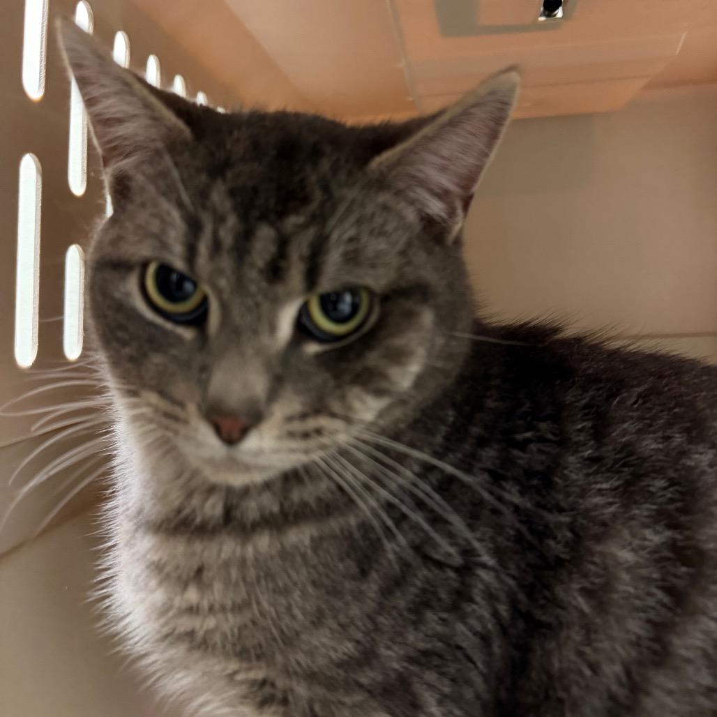 Enlarge Gojo, a Adoptable Domestic Short Hair in Charlottesville, VA image 1/2