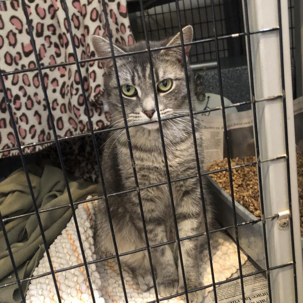Enlarge Goji, a Adoptable Domestic Short Hair in Charlottesville, VA image 4/5