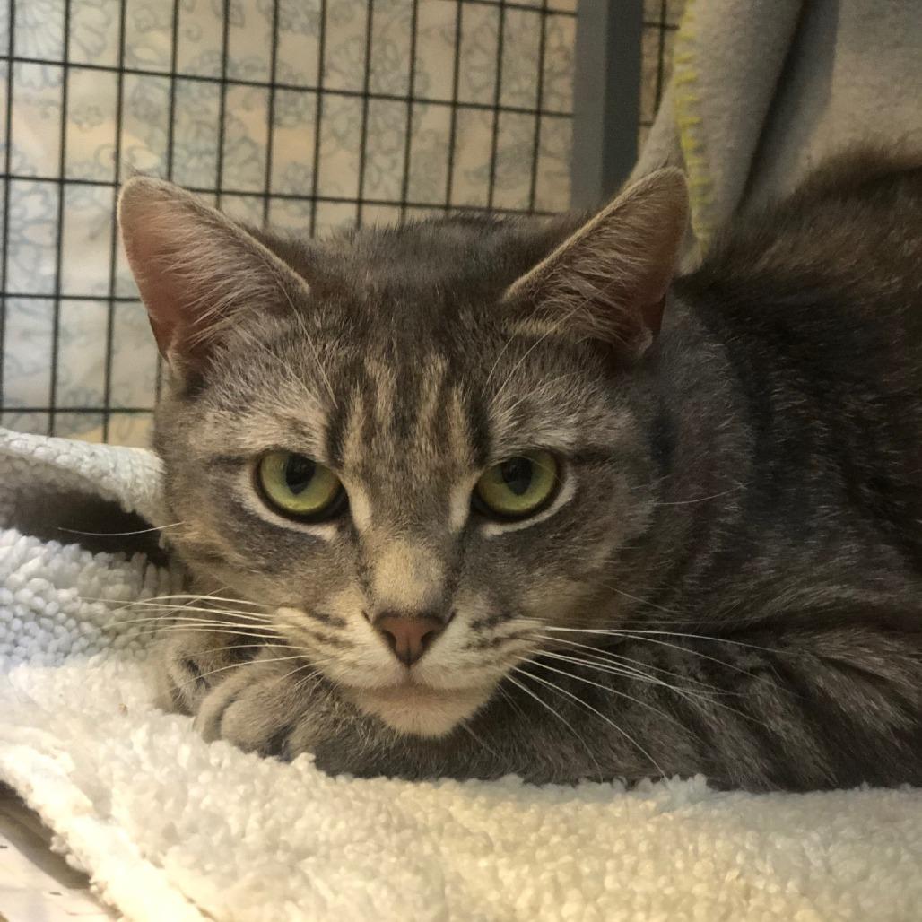 Goji, a Adoptable Domestic Short Hair in Charlottesville, VA image 5/6