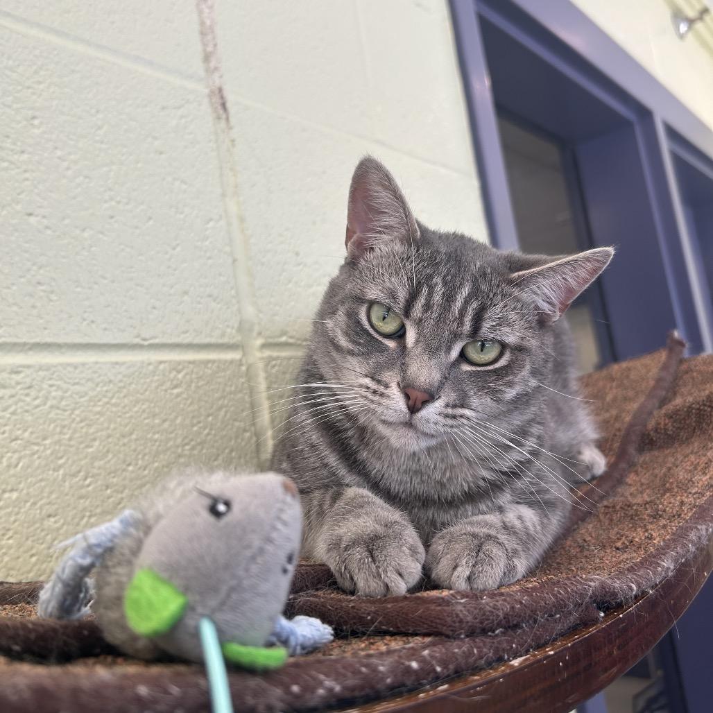 Goji, a Adoptable Domestic Short Hair in Charlottesville, VA image 6/6