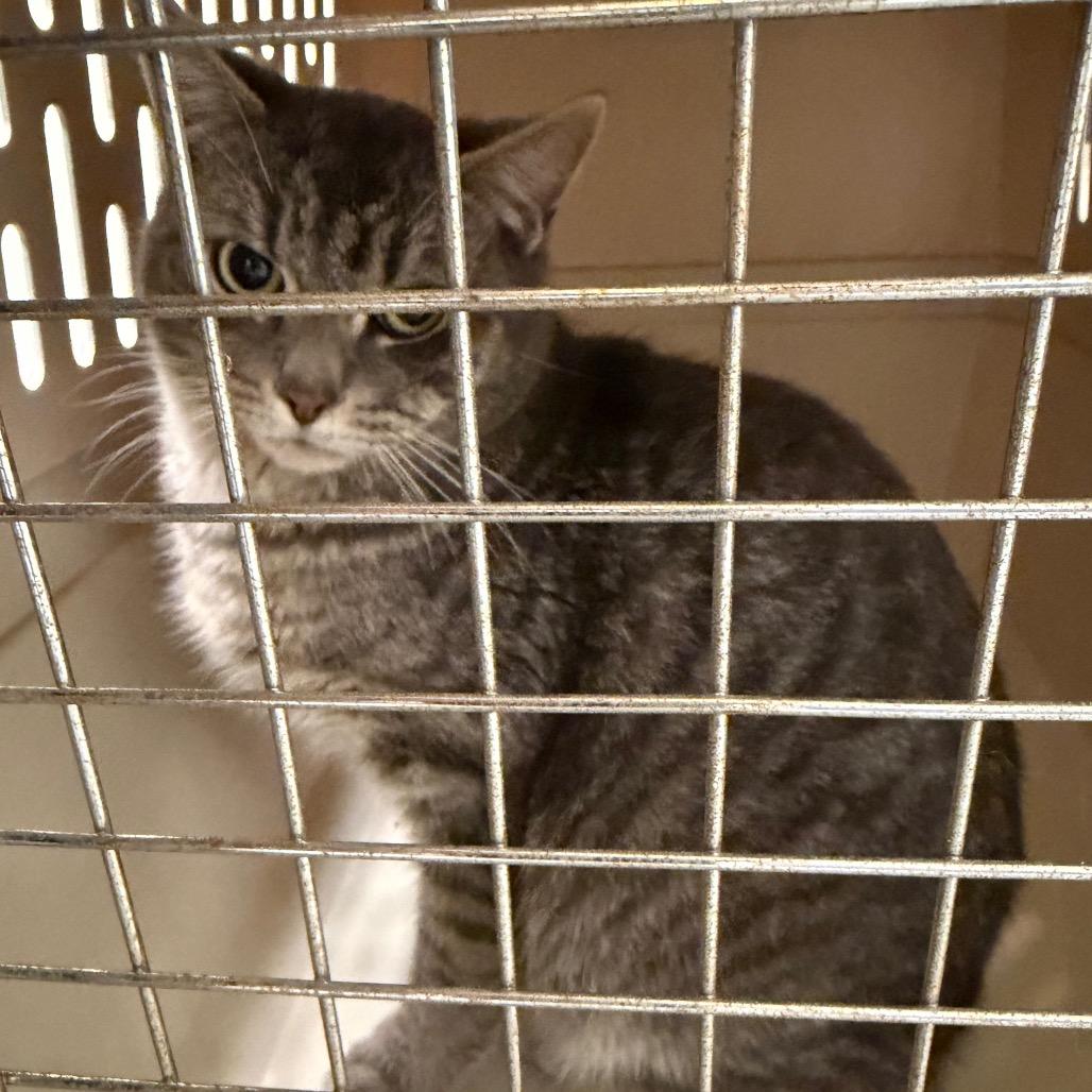 Enlarge Gojo, a Adoptable Domestic Short Hair in Charlottesville, VA image 2/2