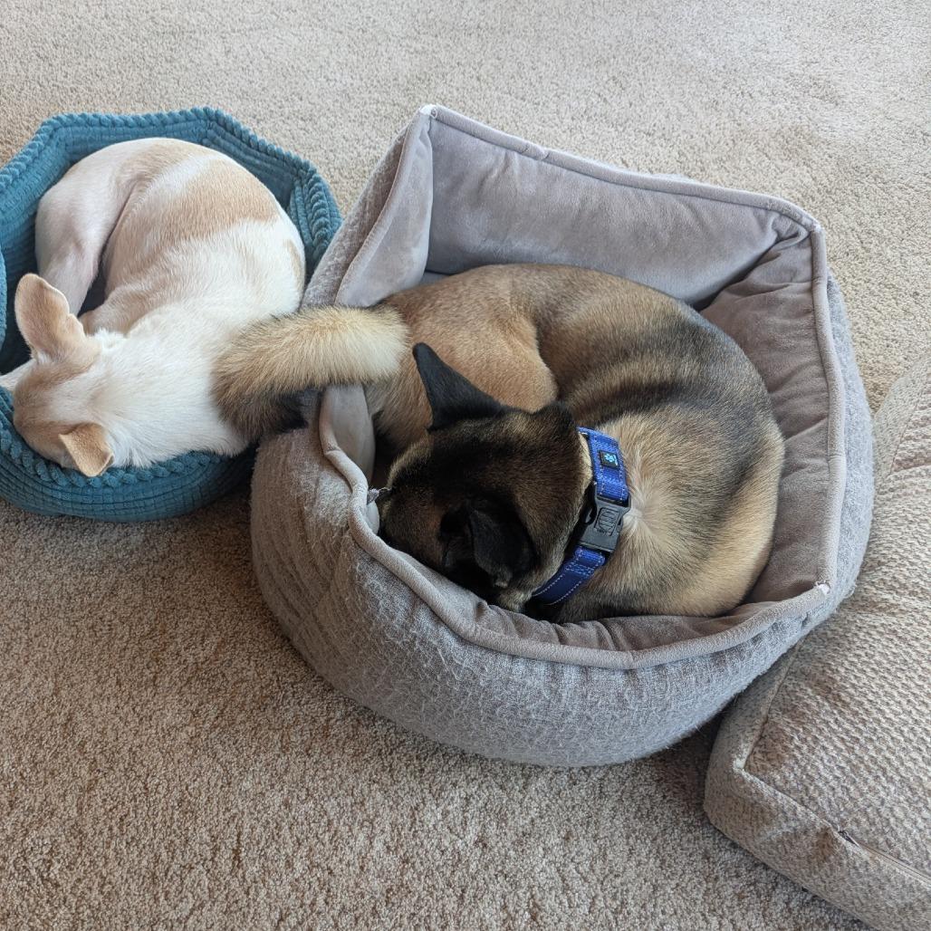 Tazzy, Adoptable, Adult Male Shiba Inu.