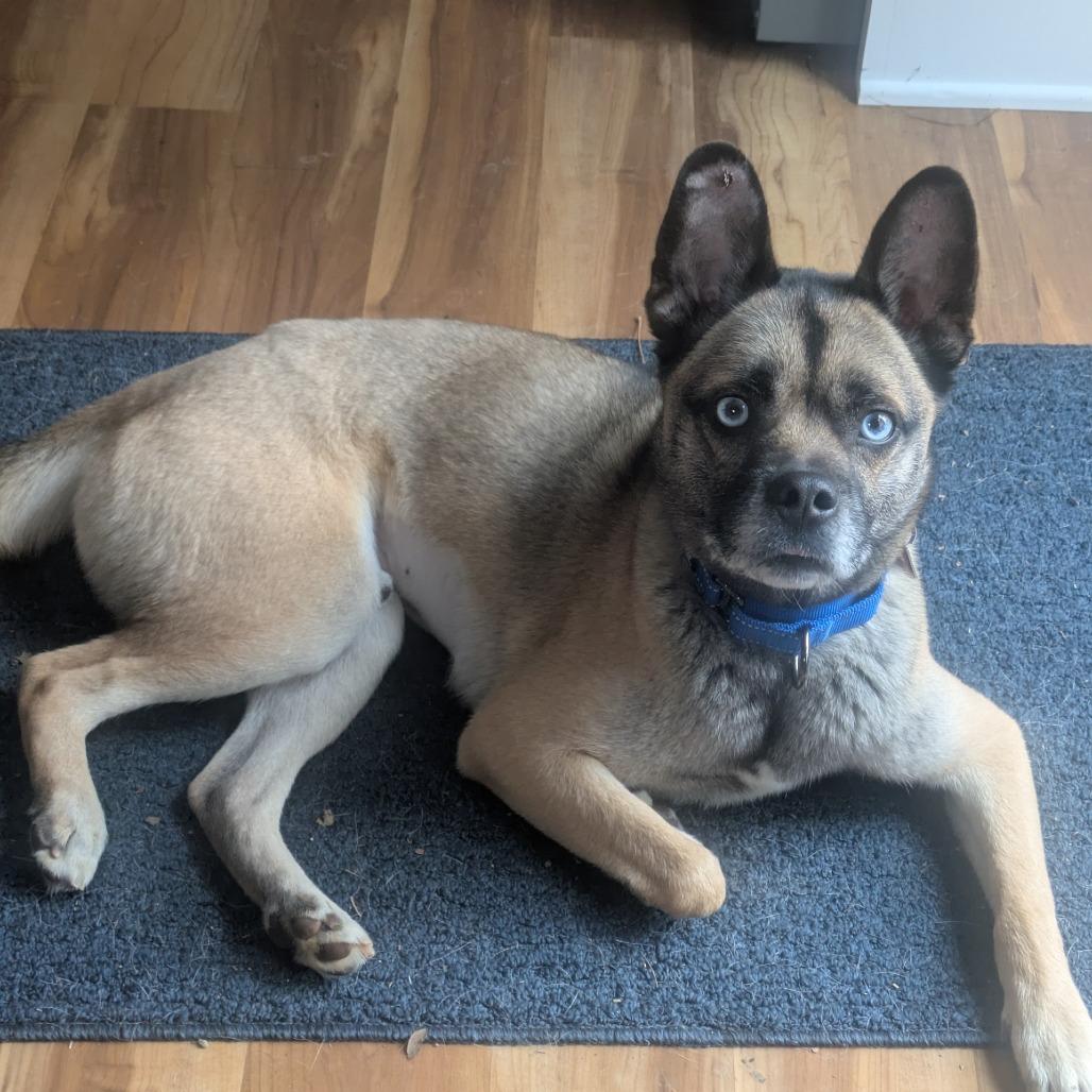 Enlarge Tazzy, a Adoptable mixed breed in Delaware, OH image 3/6