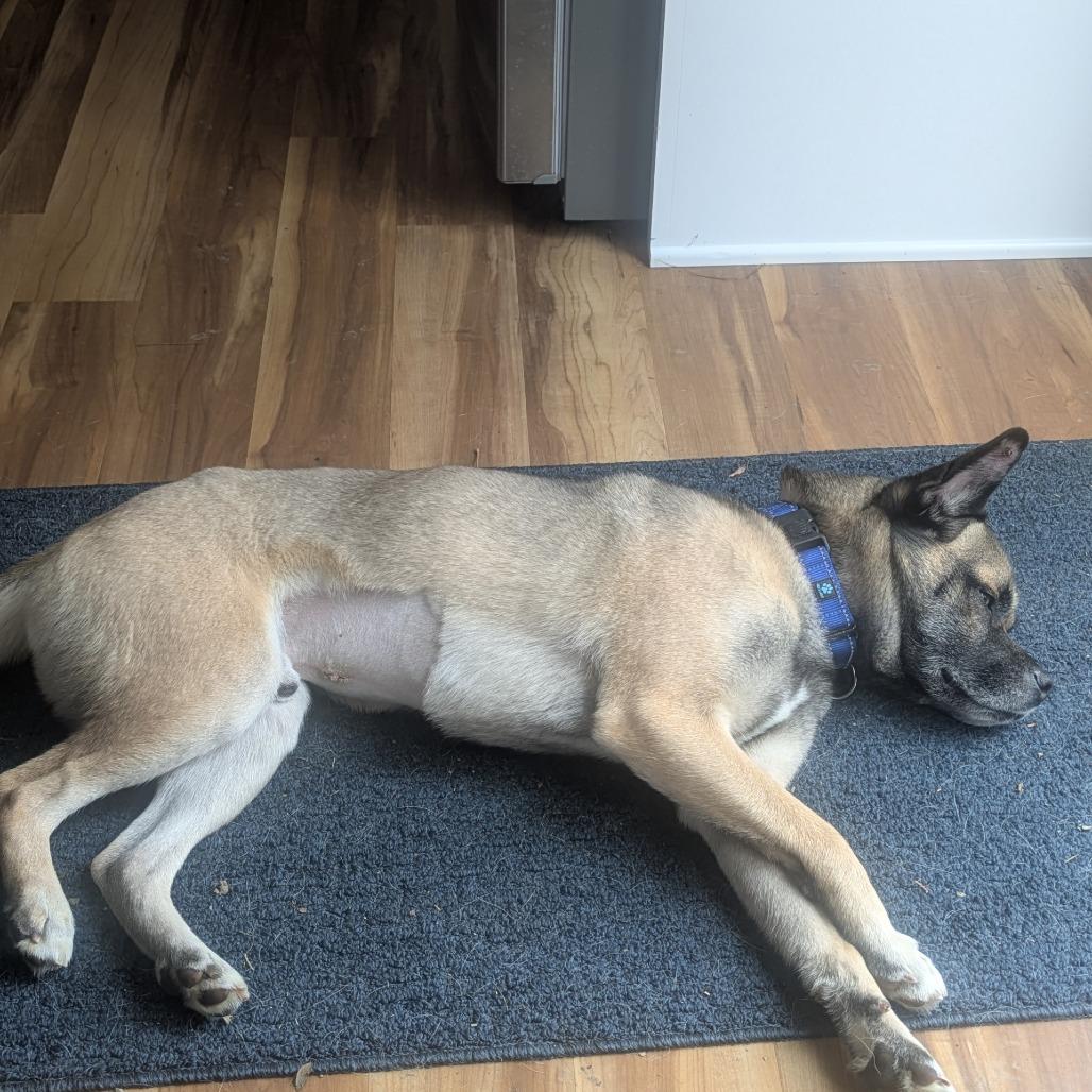 Enlarge Tazzy, a Adoptable mixed breed in Delaware, OH image 4/6