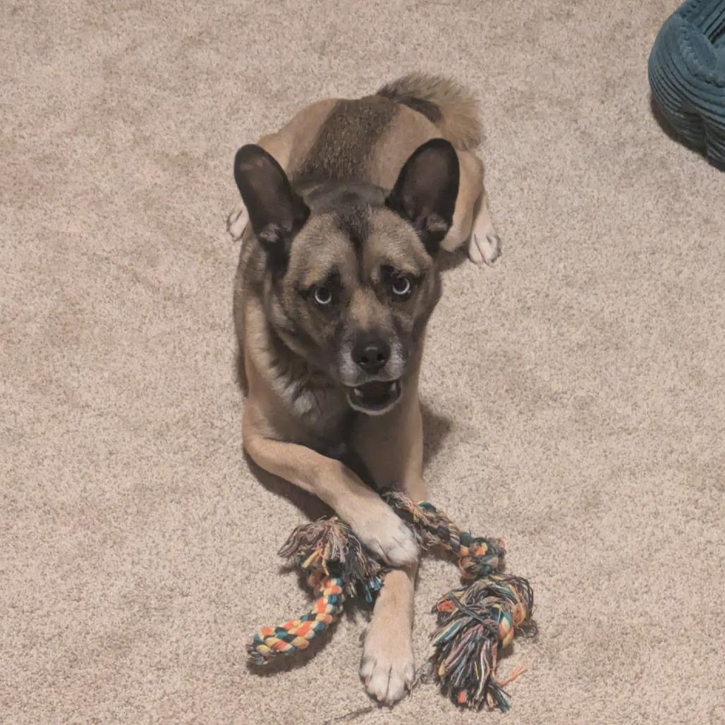 Enlarge Tazzy, a Adoptable mixed breed in Delaware, OH image 5/6