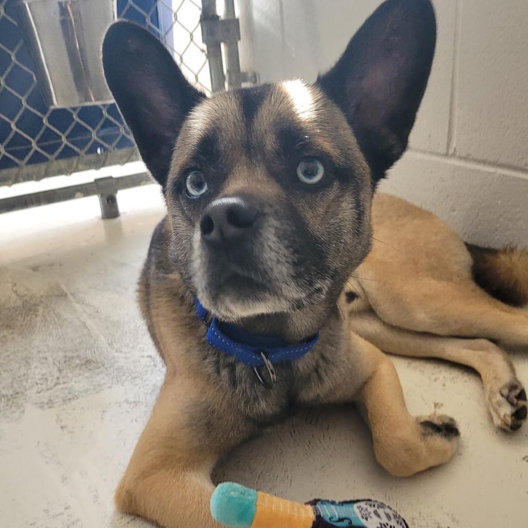 Enlarge Tazzy, a Adoptable mixed breed in Delaware, OH image 6/6