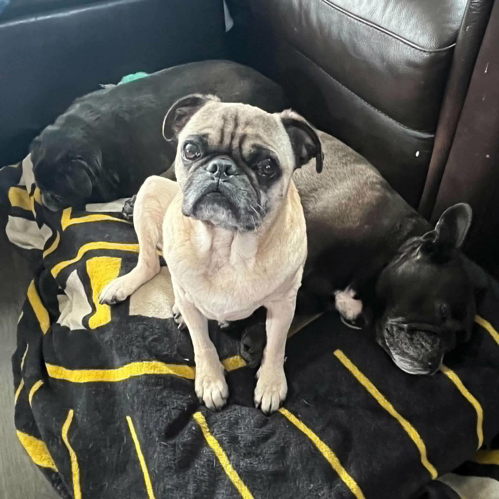 Enlarge Croydon, a Adoptable Pug in Pelham, MA image 2/3