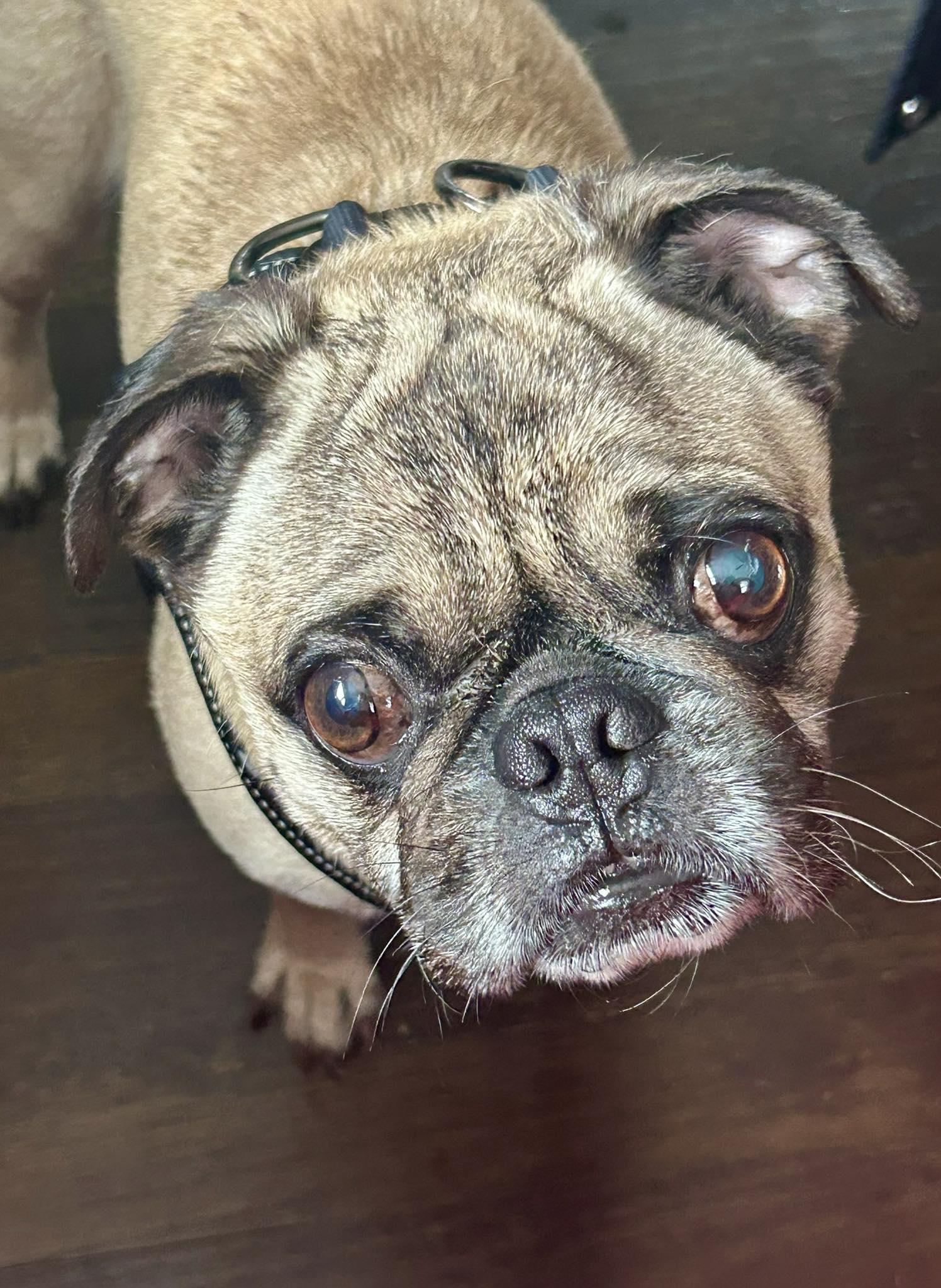 Enlarge Croydon, a Adoptable Pug in Pelham, MA image 3/3