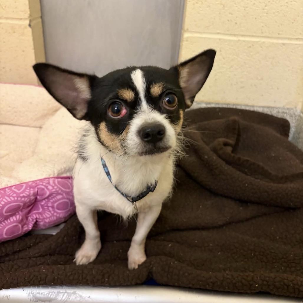 Enlarge Marco, a Adoptable mixed breed in Phoenix, MD image 1/2