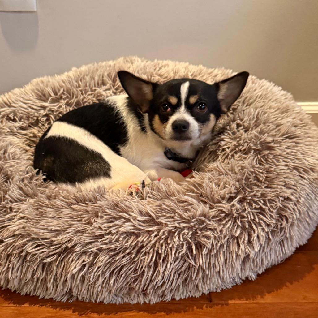 Enlarge Marco, a Adoptable mixed breed in Phoenix, MD image 2/2