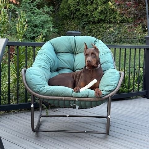 Raven, Adoptable, Adult Female Doberman Pinscher.