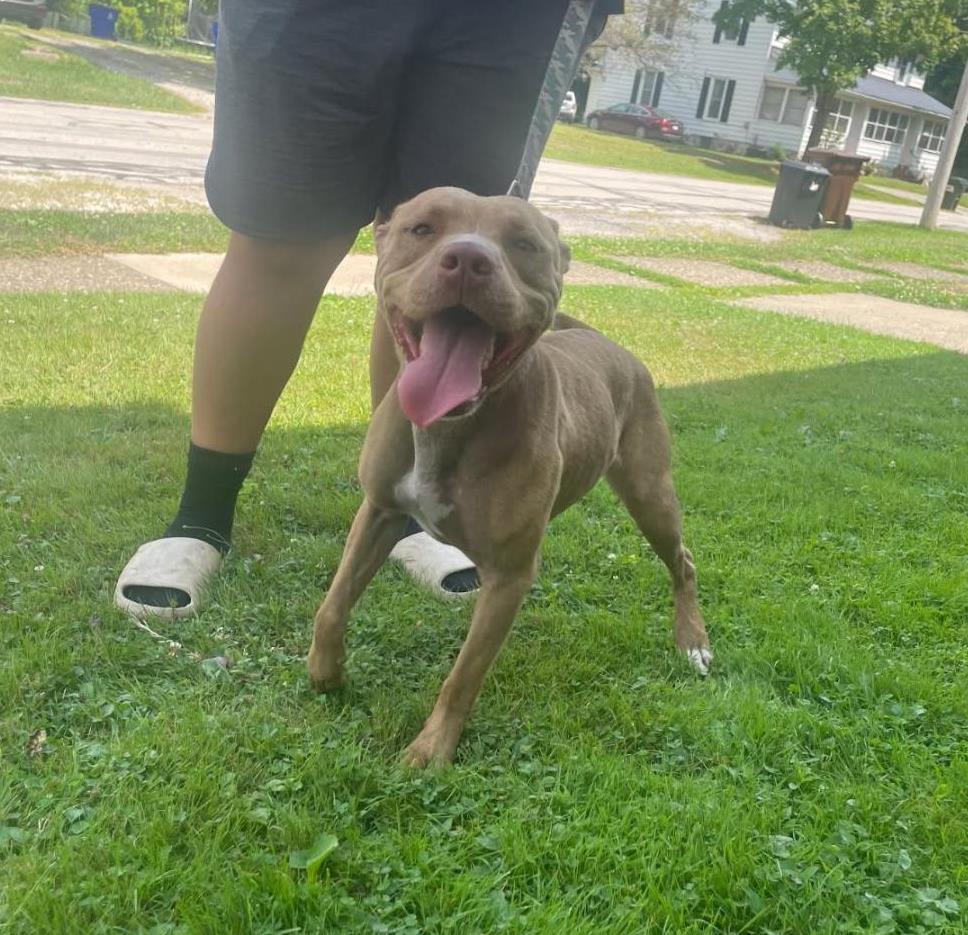 Remi, Adopted, Adult Female Pit Bull Terrier.